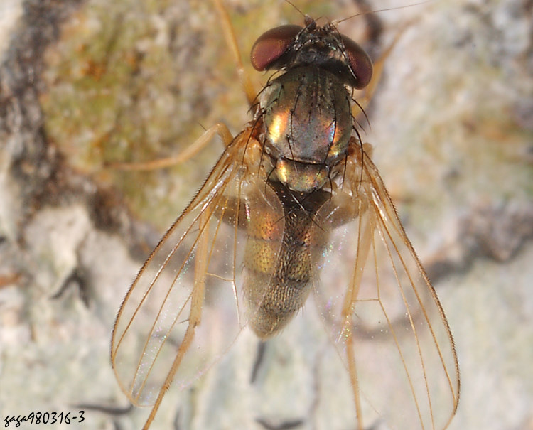 聚脈長足虻屬 Medetera &nbsp;sp.