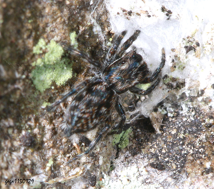 �V�q�Ȯa�� Hakka himeshimensis