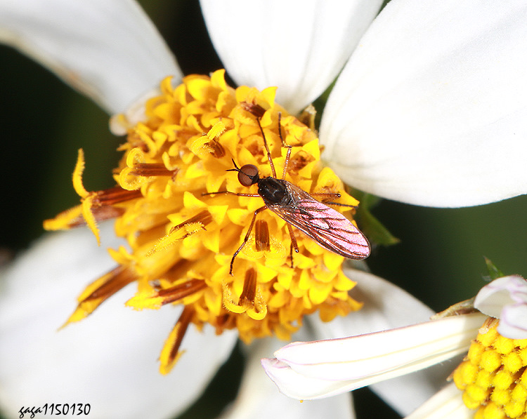 舞虻 Iteaphila sp.