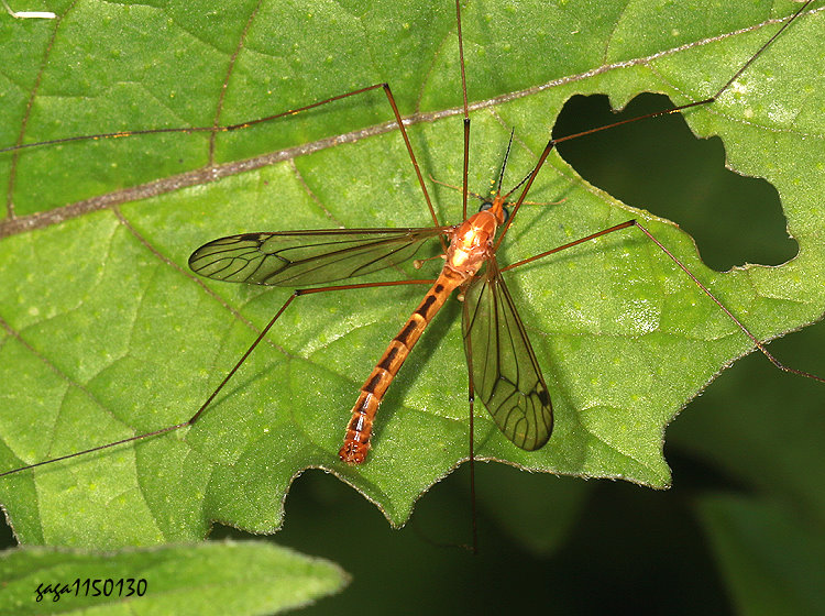 �d�j�A�� Nephotoma sp.