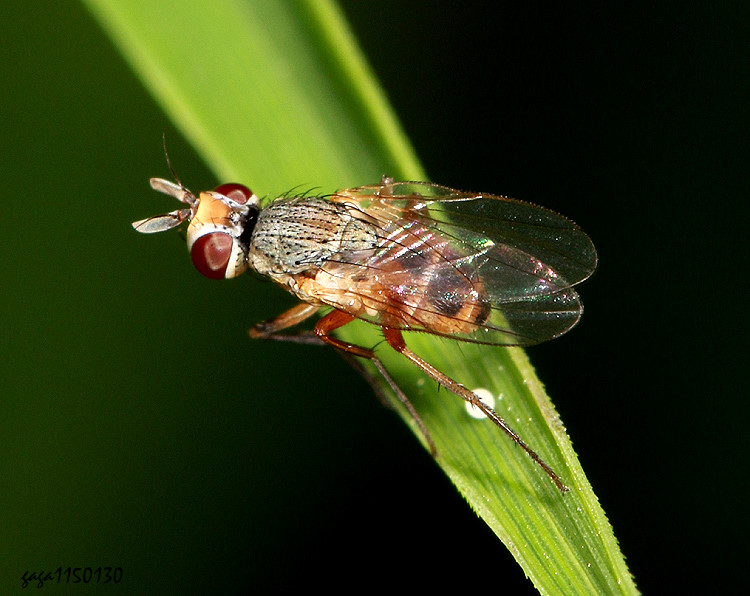 �Ȩ~���� Lispocephala  sp.