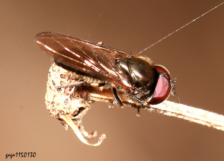 �e���H���� Platycheirus sp.