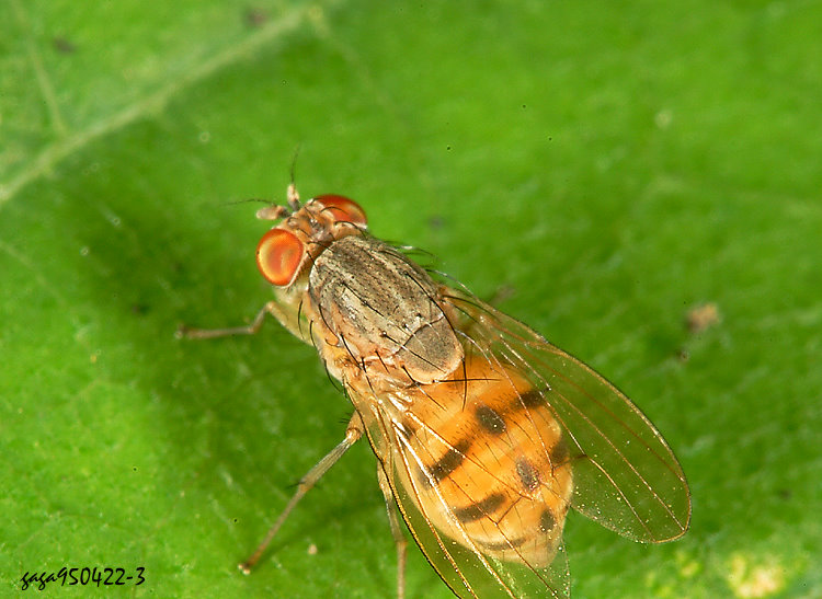 �P�߿����� Homoneura &nbsp;sp. 