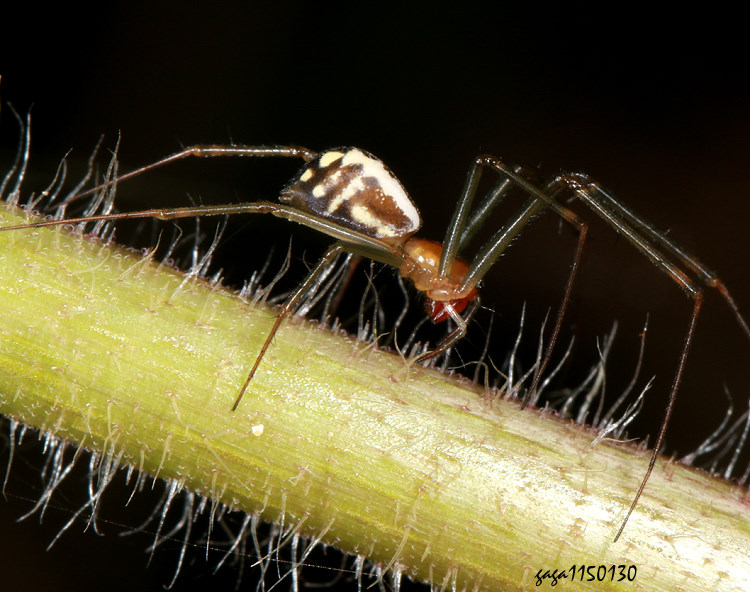 ��׵��� Turinyphia sp. 