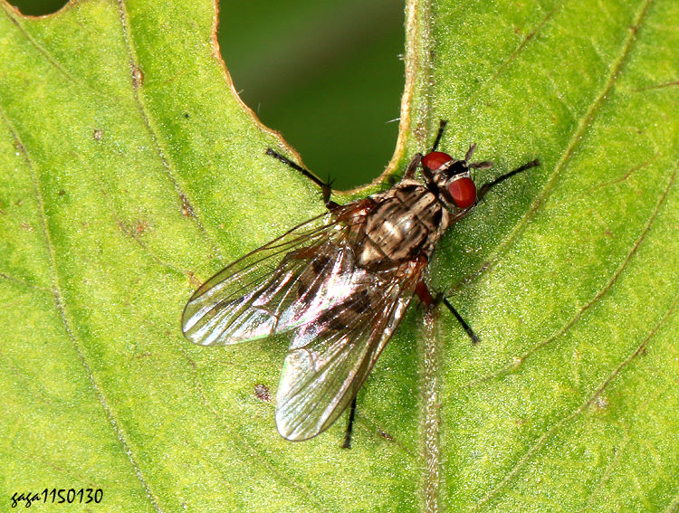 印度刺蠅 Stomoxys indicus