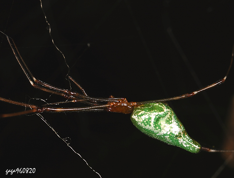�H�~�V���� Argyrodes  sp.