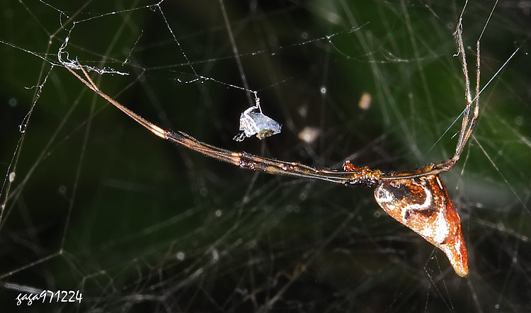 ���B�H�~�V��&nbsp;Argyrodes fissifrons