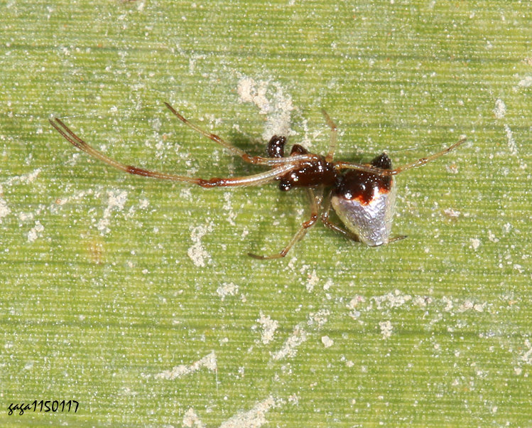 �ȸ��H�~�V��Argyrodes bonadea ��