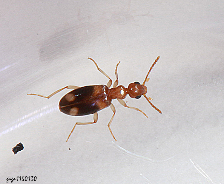 �Ƨ��� Stricticomus tobias