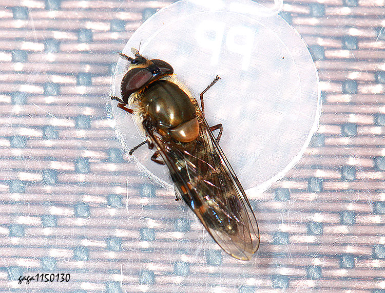 �U�a�H�� Betasyrphus serarius 