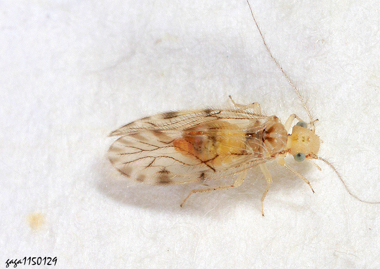 �e����� Pseudocaecilius  sp.  