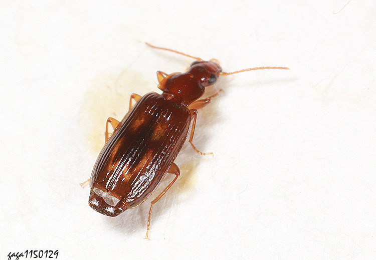 �t�B���� Dromius sp.