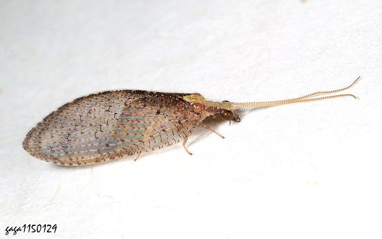 �V�M�� Hemerobius humulinus