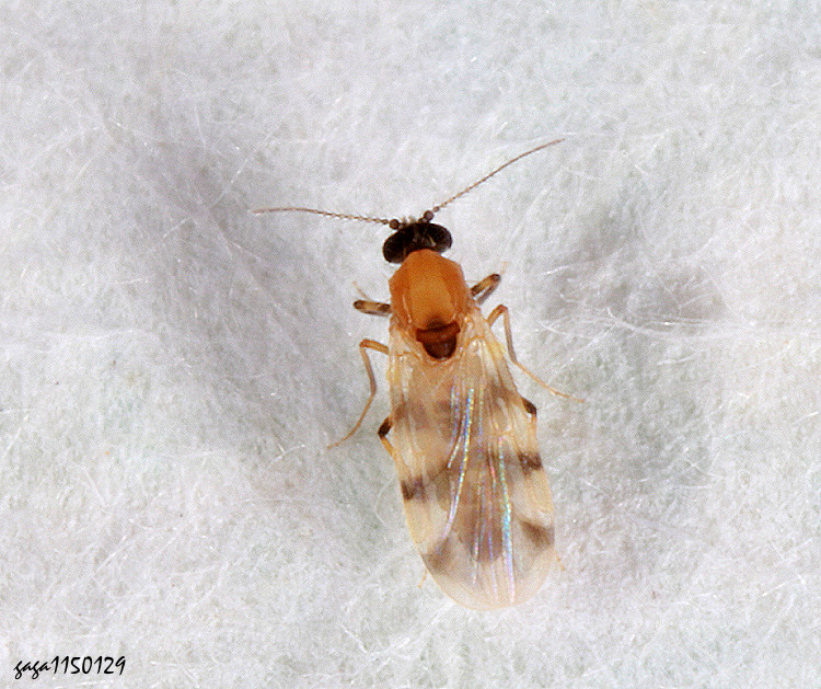 �Ȭ� Culicoides sp.