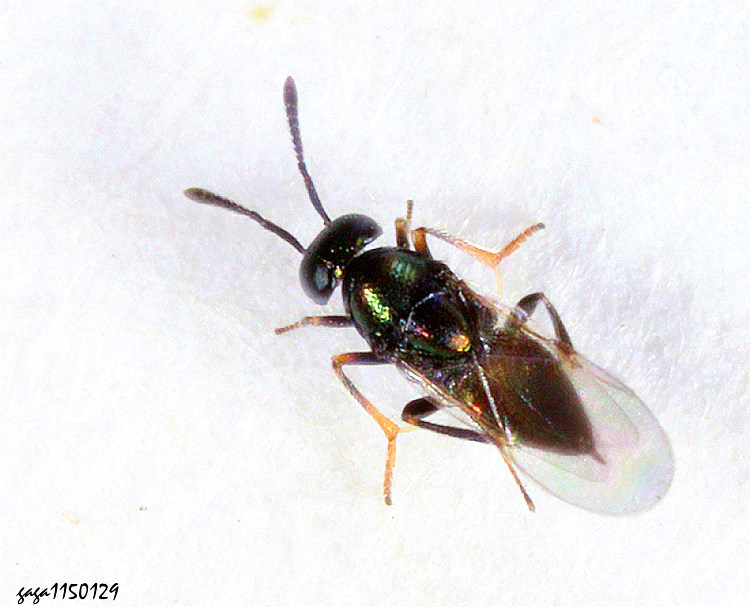 大蛾卵跳小蜂 Ooencyrtus kuvanae 