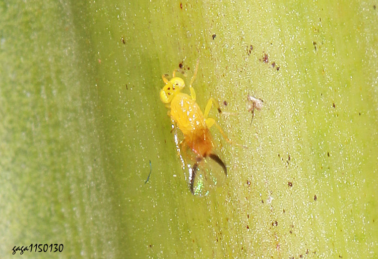 古蚜小蜂 Aphelinus ancer