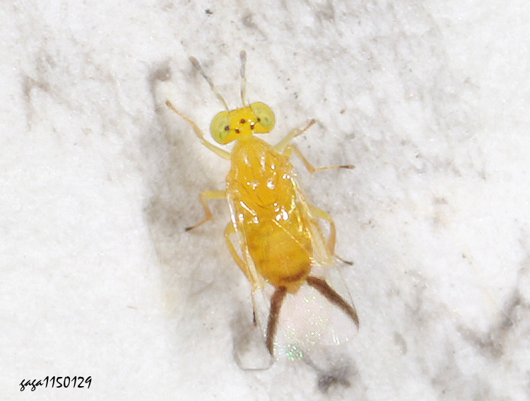 古蚜小蜂 Aphelinus ancer