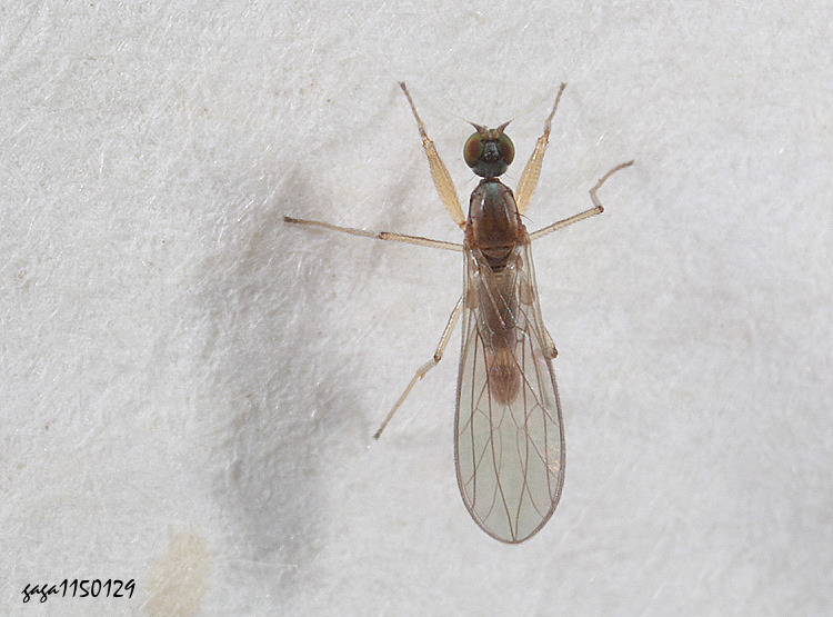 �O���R�j�� Chelipoda  sp.