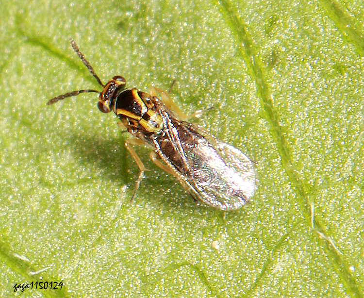 釉小蜂科  Eulophidae&nbsp;