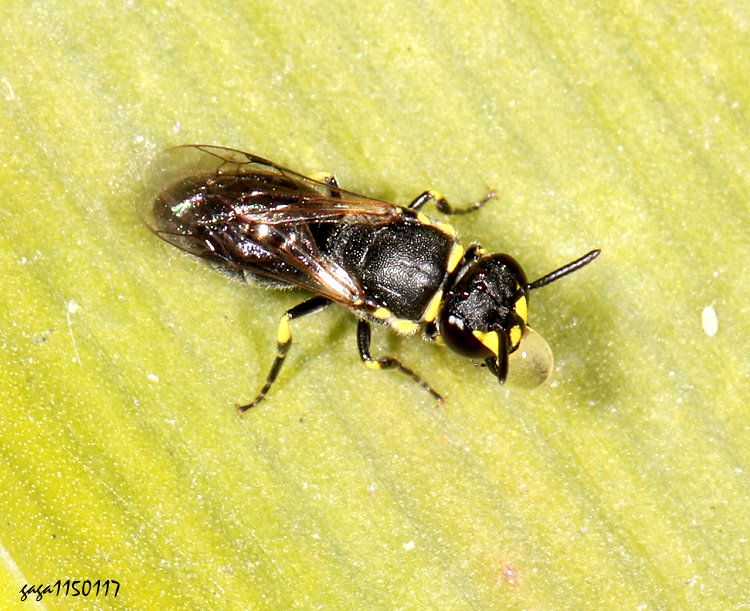 ������� Hylaeus mediolucens