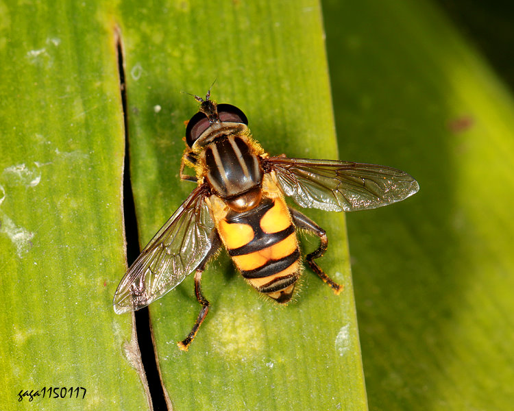 �s�[�H�� Mesembrius bengalensis 