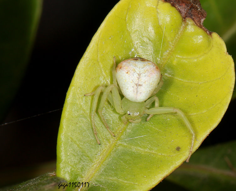 �T�����Ebrechtella tricuspidata