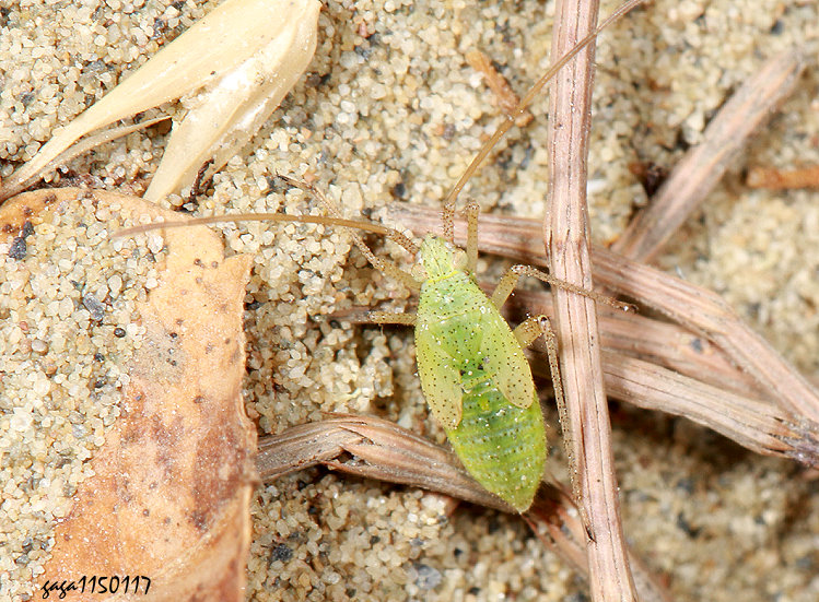 ���I�H���� (�Y��)