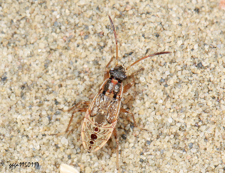 �Ŵ��a���϶H�A�Y�ΡC