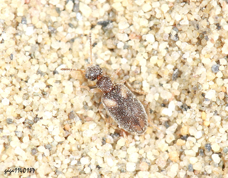 ���Ƨ����� Cyclodinus sauteri