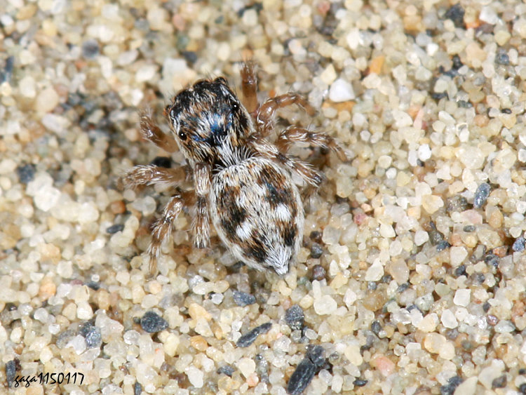 �լP���Ǫ� Attulus penicillatus