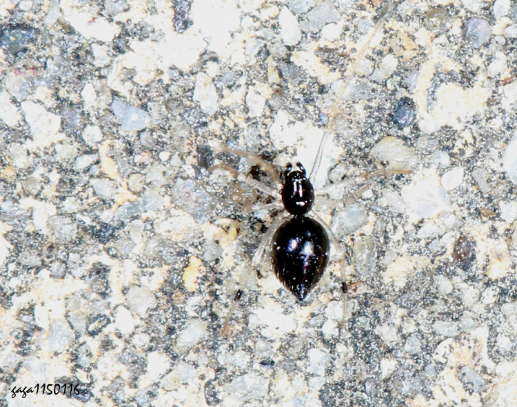 滑鞘腹姬蛛 Coleosoma blandum