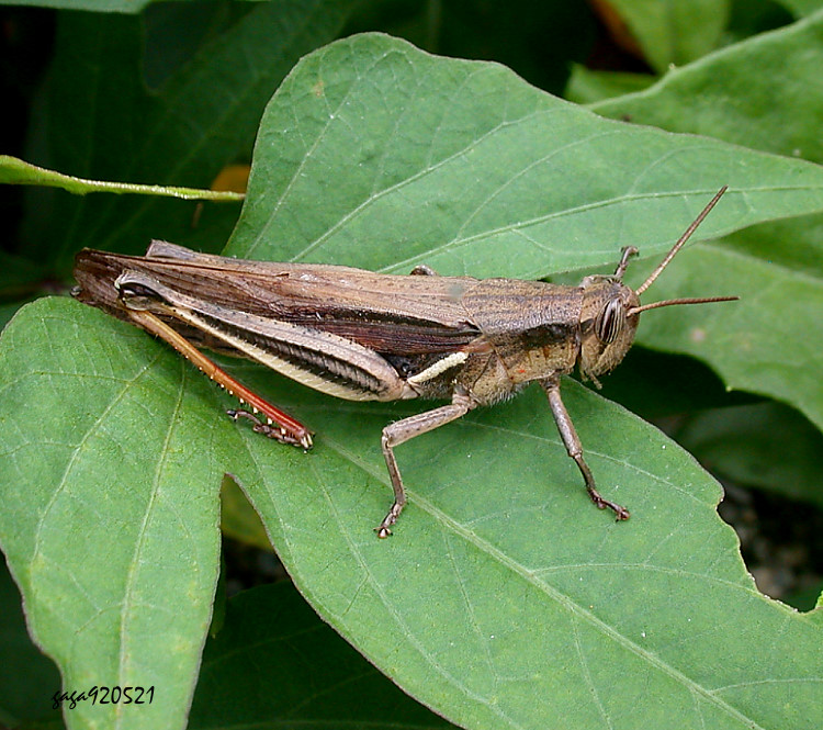 �u�������L�� Stenocatantops mistshenkoi 