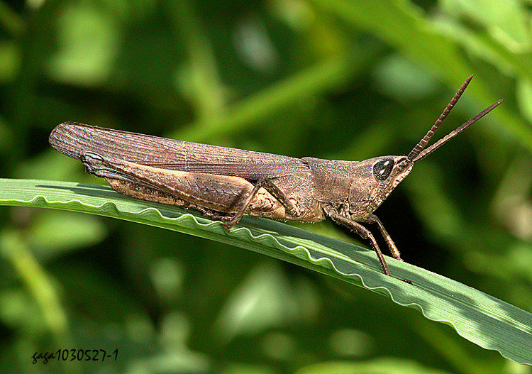 �O�W����� Chlorophlaeoba taiwanensis