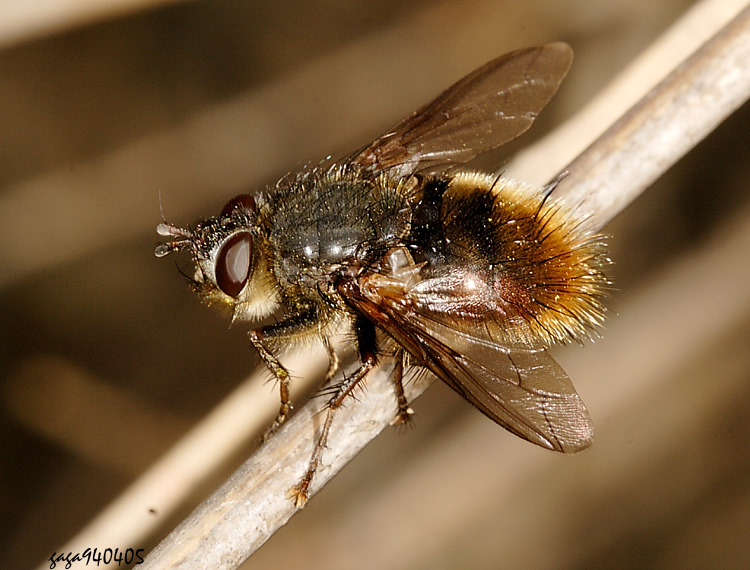 �����H��&nbsp;Tachina ardens