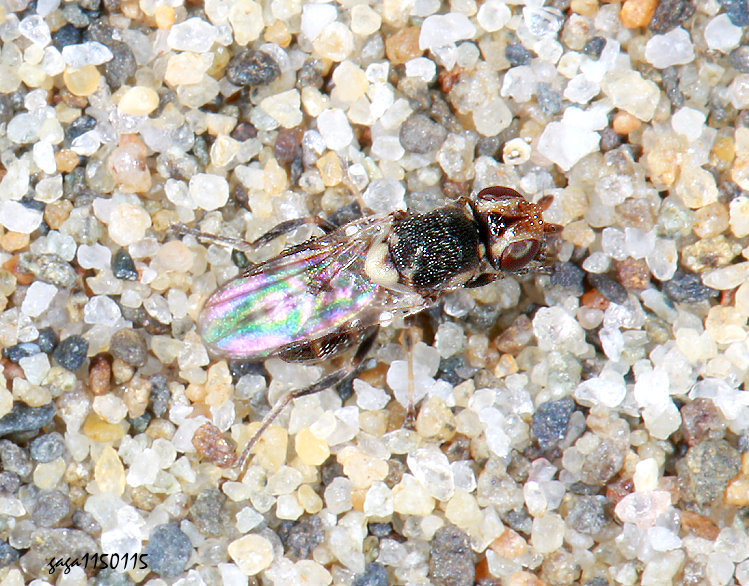 ���O�z���� Apotropina sp.