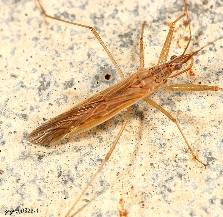 ����V�϶H Nabis kinbergii  