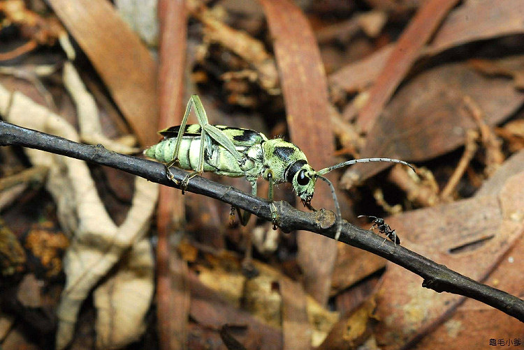 �������Ѥ�