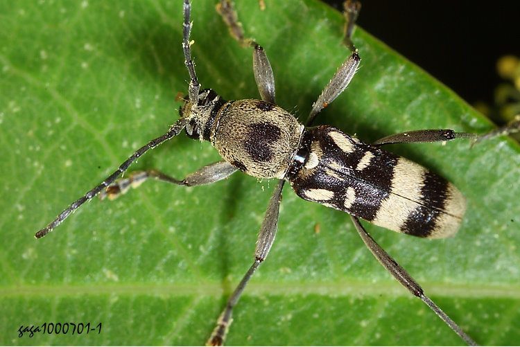 �⯾��Ѥ� Chlorophorus anticemaculatus