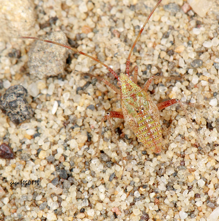 ���I�H���ϭY��