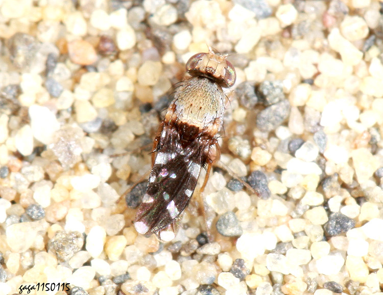 ���� Actocetor indicus