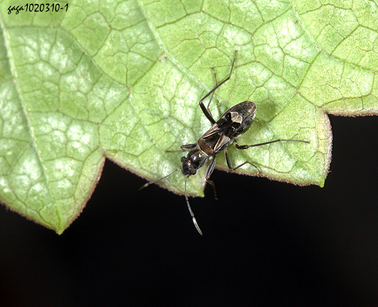 �����ƥު���Poeantius festivus