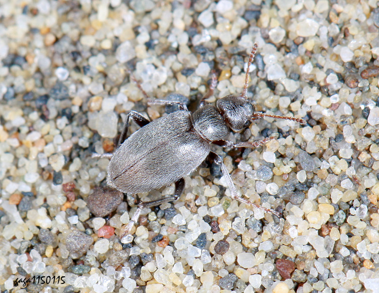 �����Ƨ��� Anthicus flavipes