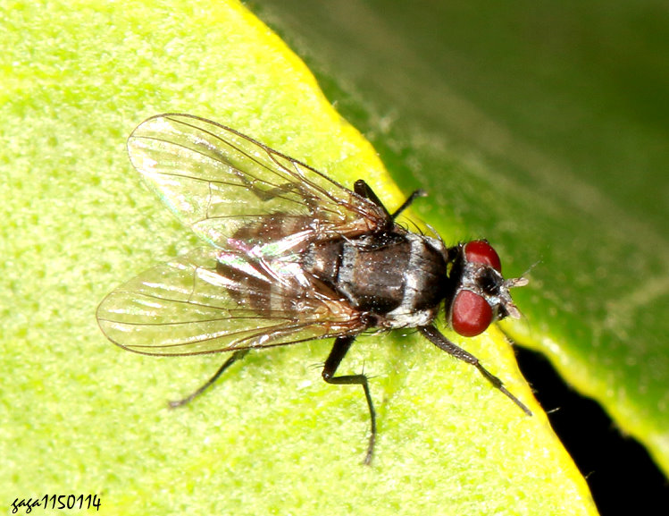 ������ Limnophora  sp.