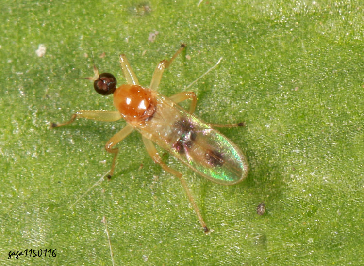 ���ӻR�j�� Elaphropeza  sp.