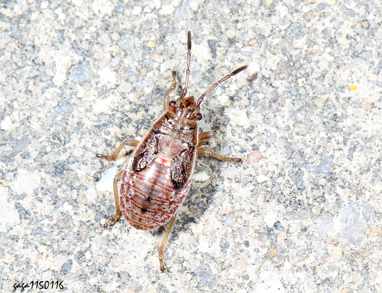 背孔長椿亞科 Nithecus sp.