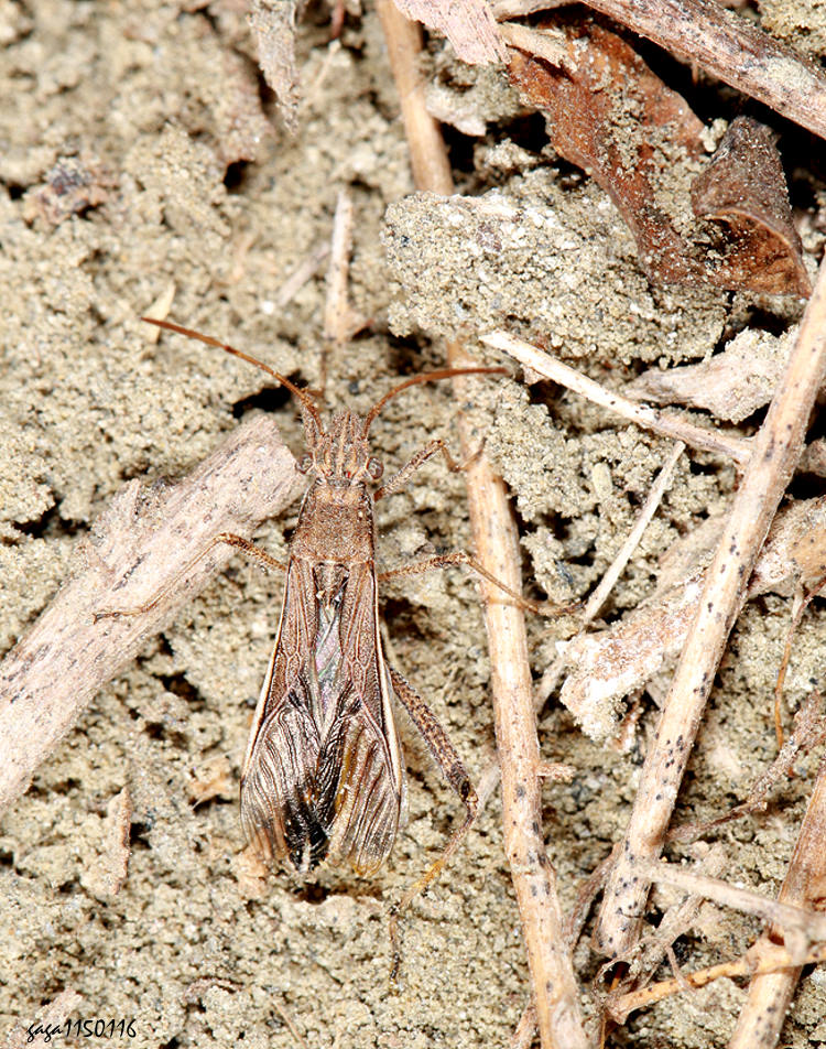 �K�t�϶H Melanacanthus sp. 