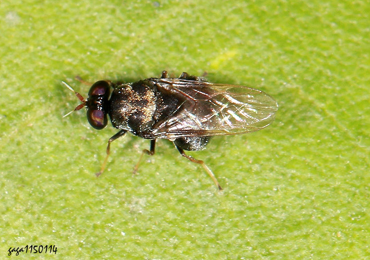 ���ܤ��j Adoxomyia formosana 