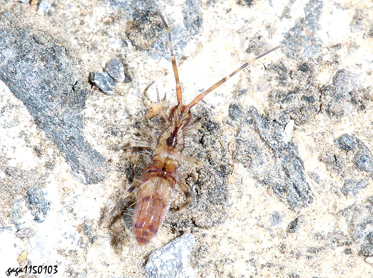 �������� Callyntrura sp. 