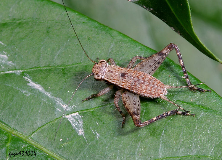�p���� Lebinthus yaeyamensis