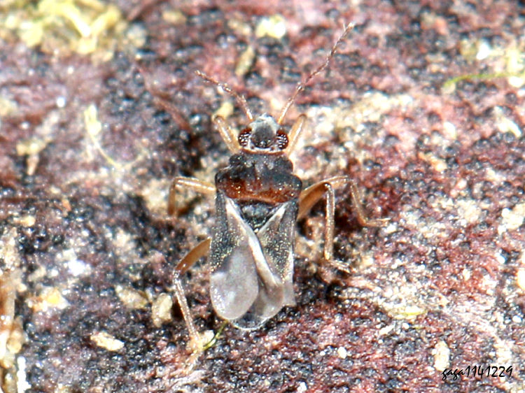 ���Ϭ� Hebrus sp. 